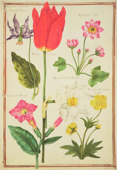 Estudios de Flores de Nicolas Robert